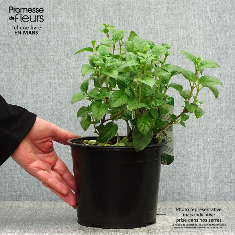 Exemplar von Fuchsia Constance Topf mit 2L/3L wie im Frühjahr geliefert