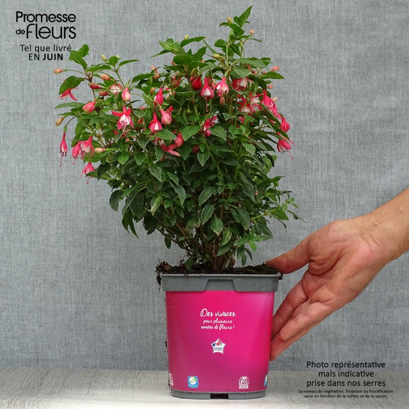 Exemplar von Fuchsia Lady Thumb Topf mit 2L/3L wie im Sommer geliefert