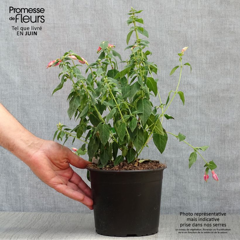 Exemplar von Fuchsia Margaret Topf mit 2L/3L wie im Sommer geliefert