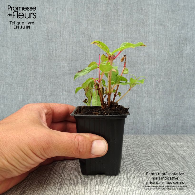 Exemplar von Fuchsia Princess Dollar Kleine Töpfe von 7/8 cm wie im Sommer geliefert