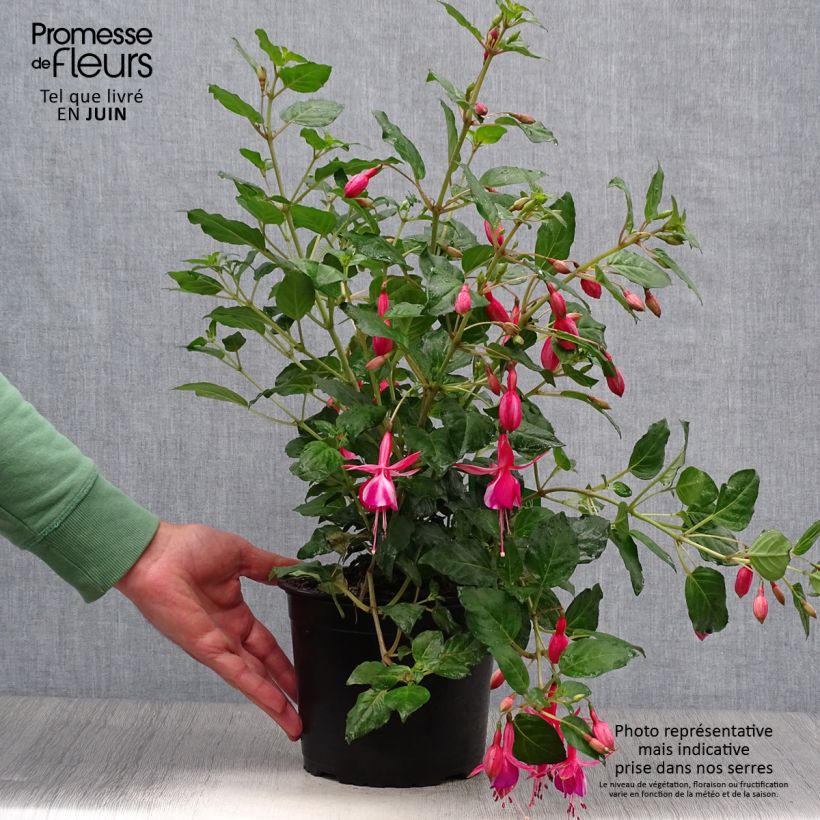Exemplar von Fuchsia Shrimp Cocktail Topf mit 2L/3L wie im Sommer geliefert