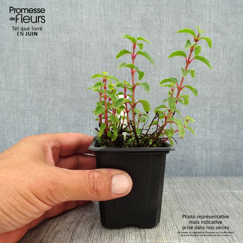 Exemplar von Fuchsia Tom Thumb Kleine Töpfe von 8/9 cm wie im Sommer geliefert