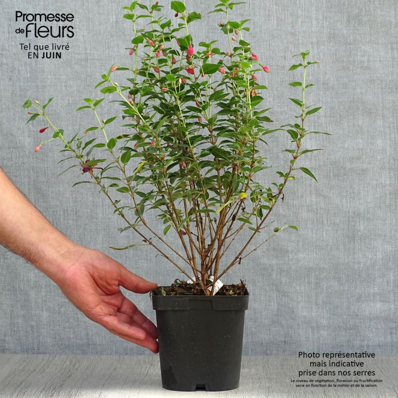 Exemplar von Fuchsia Tom Thumb Topf mit 2L/3L wie im Sommer geliefert