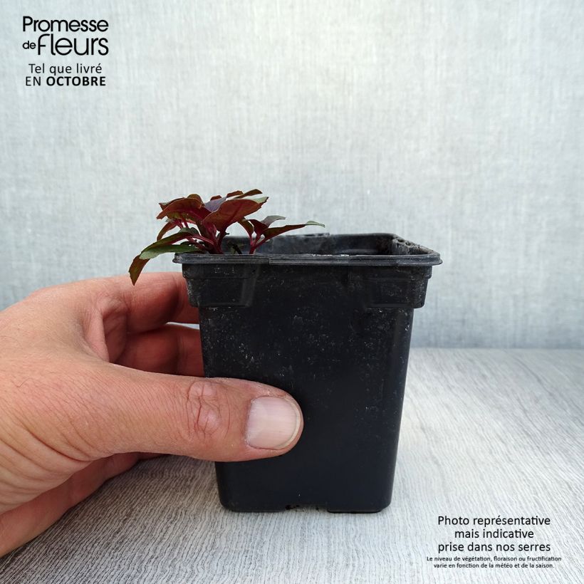 Exemplar von Fuchsia triphylla Kleine Töpfe von 7/8 cm wie im Herbst geliefert