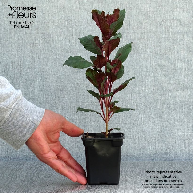 Exemplar von Fuchsia triphylla Kleine Töpfe von 7/8 cm wie im Frühjahr geliefert