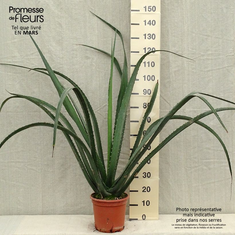Exemplar von Furcraea macdougallii Topf mit 7,5L/10L wie im Sommer geliefert