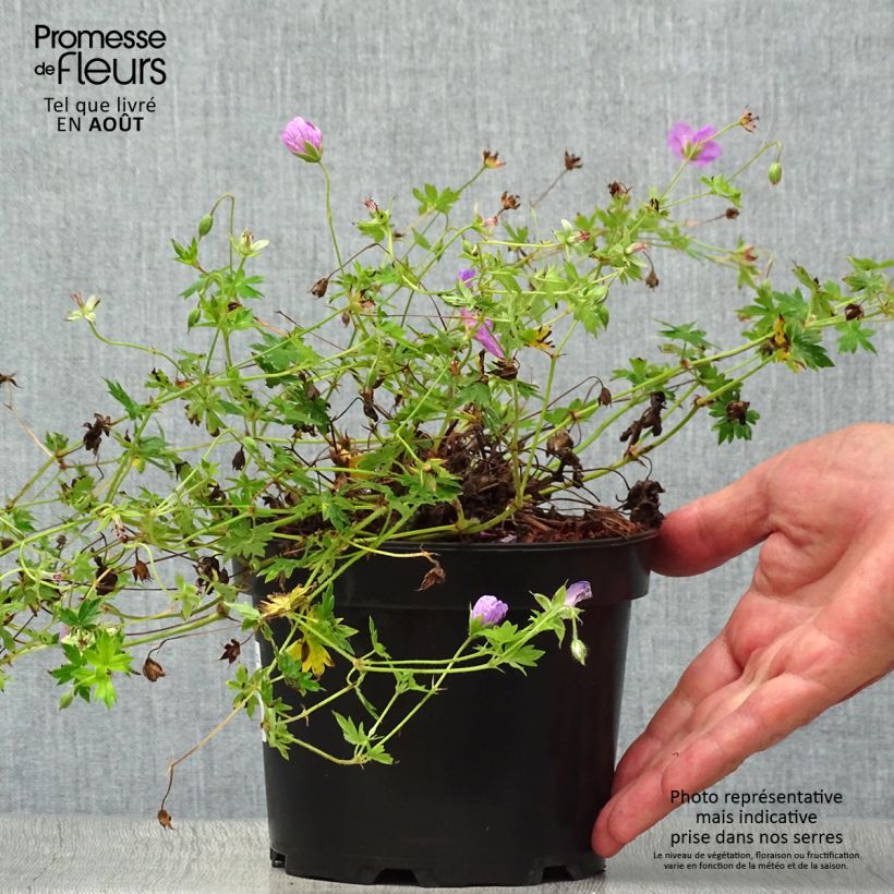 Exemplar von Geranium sanguineum Blushing Turtle - Blutstorchschnabel Topf mit 2L/3L wie im Sommer geliefert