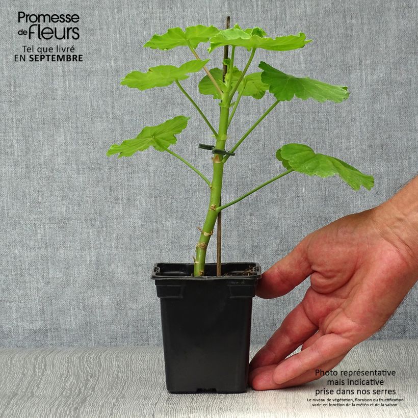 Exemplar von Zonal-Pelargonie Fantaisy Crystal Palace Gem - Pelargonium Kleine Töpfe von 7/8 cm wie im Herbst geliefert