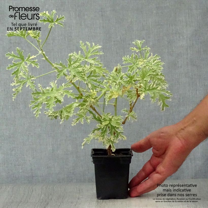 Exemplar von Duftende Pelargonie Grey Lady Plymouth - Pelargonium graveolens Kleine Töpfe von 7/8 cm wie im Herbst geliefert