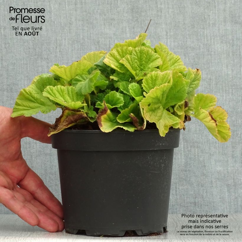 Exemplar von Geum coccineum Borisii - Scharlachrote Nelkenwurz Topf mit 2L/3L wie im Sommer geliefert
