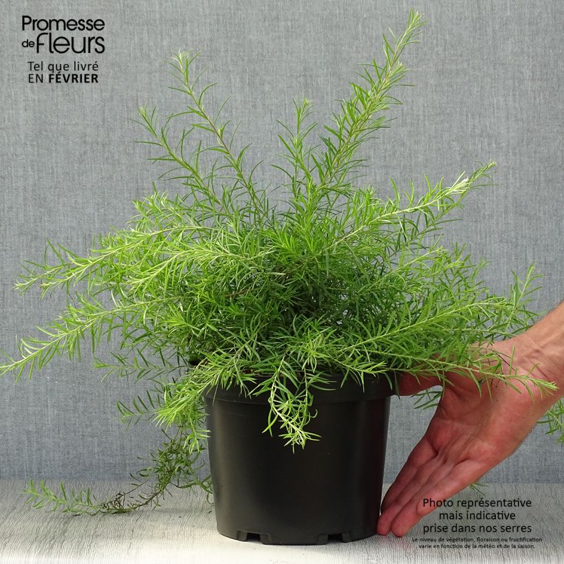 Exemplar von Grevillea rosmarinifolia - Rosmarin-Silbereiche Topf mit 2L/3L wie im Herbst geliefert