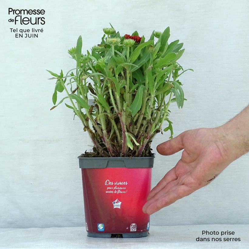 Exemplar von Kokardenblume Arizona Red Shades - Gaillardia grandiflora Topf mit 2L/3L wie im Sommer geliefert