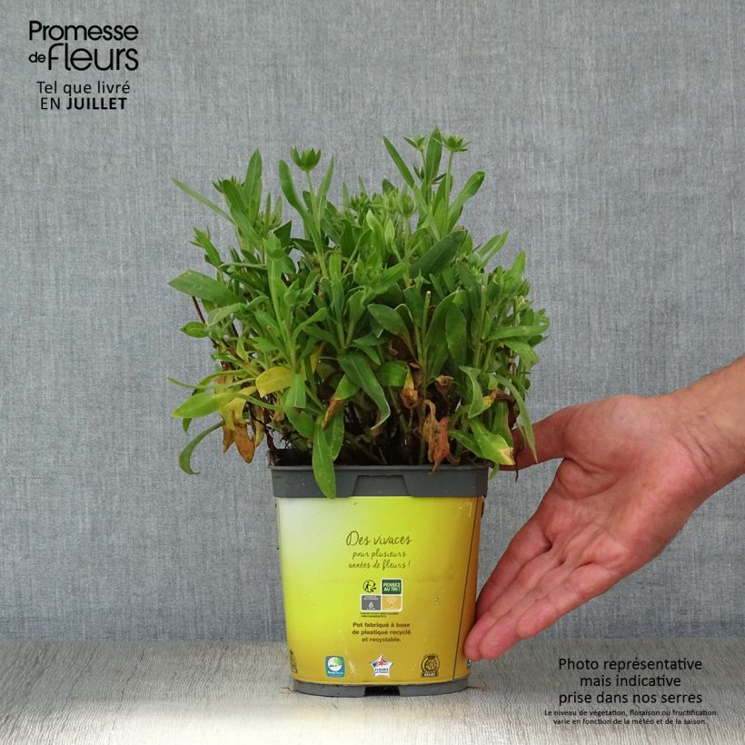 Exemplar von Kokardenblume Mesa Bright Color - Gaillardia aristata Topf mit 2L/3L wie im Sommer geliefert