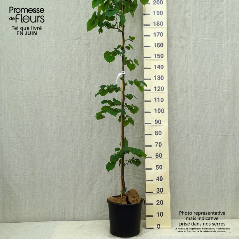 Exemplar von Kanadischer Judasbaum Cascading Hearts - Cercis canadensis Topf mit 7,5L/10LGelieferte Höhe ca. 175/185cm wie im Sommer geliefert