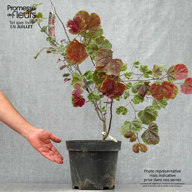 Exemplar von Kanadischer Judasbaum Red Force - Cercis canadensis Topf mit 7,5L/10L wie im Sommer geliefert