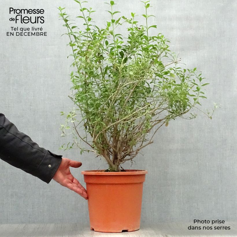Exemplar von Galvezia speciosa Topf mit 7,5L/10L wie im Winter geliefert