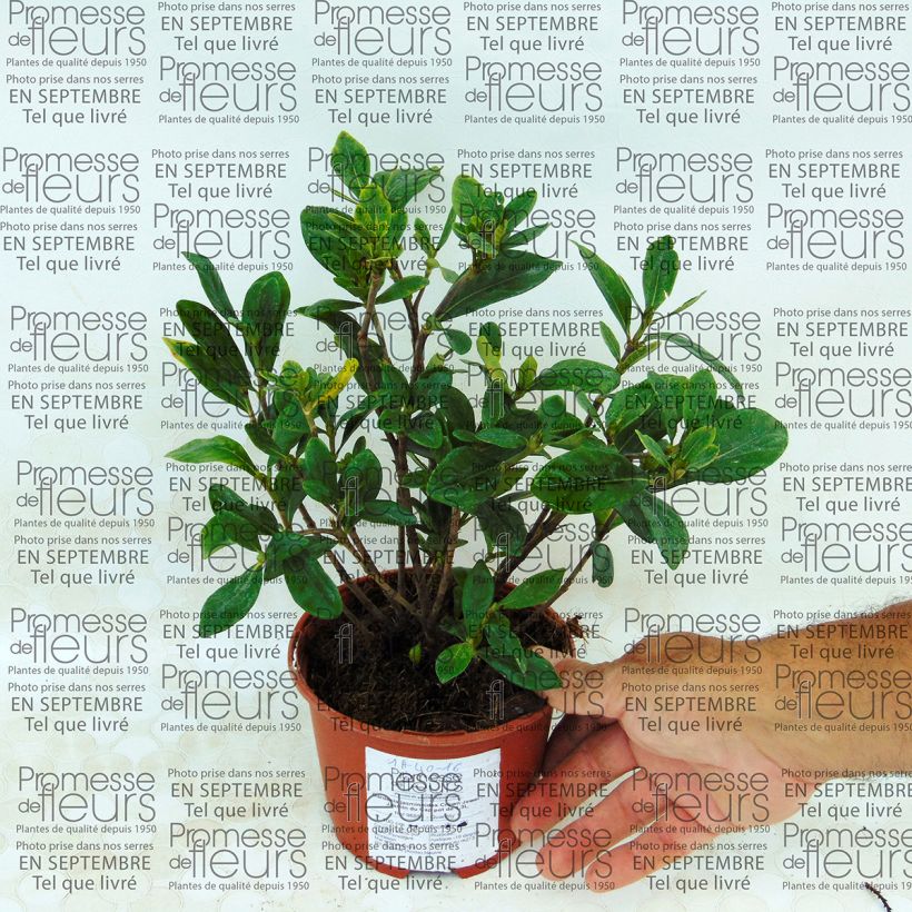 Beispiel eines Exemplars von Gardenie Crown Jewel - Gardenia jasminoides Topf mit 1L/1,5L wie geliefert