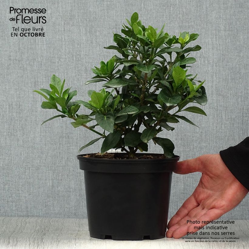 Exemplar von Gardenie Crown Jewel - Gardenia jasminoides Topf mit 2L/3L wie im Herbst geliefert