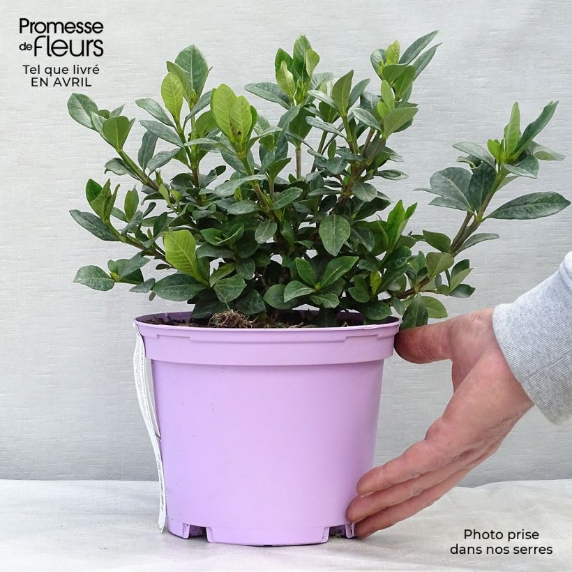 Exemplar von Gardenie Crown Jewel - Gardenia jasminoides Topf mit 2L/3L wie im Frühjahr geliefert