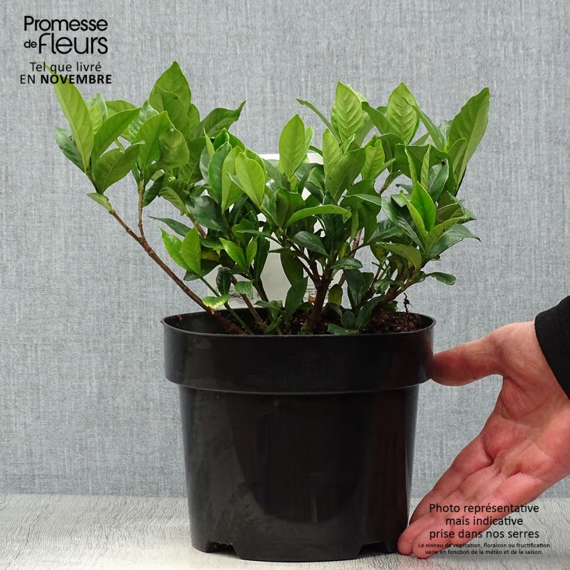 Exemplar von Gardenie Double Diamonds - Gardenia jasminoides Topf mit 3L/4L wie im Herbst geliefert