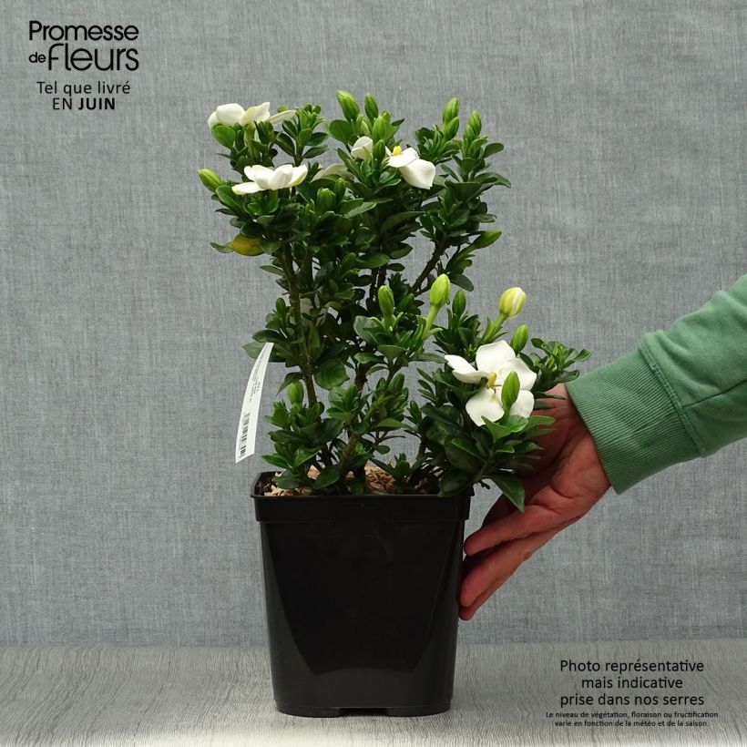 Exemplar von Gardenie Kleim's Hardy - Gardenia jasminoides Topf mit 2L/3L wie im Sommer geliefert