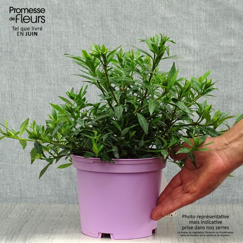 Exemplar von Gardenie Perfumed Petticoats - Gardenia jasminoides Topf mit 2L/3L wie im Sommer geliefert