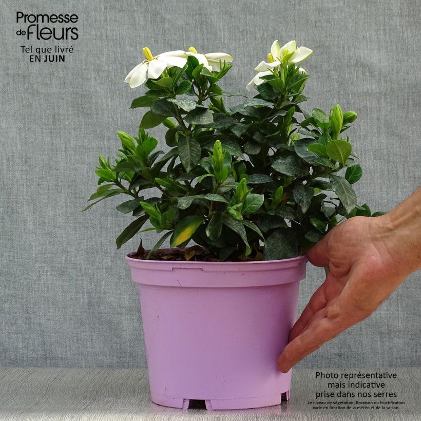 Exemplar von Gardenie Pinwheel - Gardenia jasminoides Topf mit 2L/3L wie im Sommer geliefert