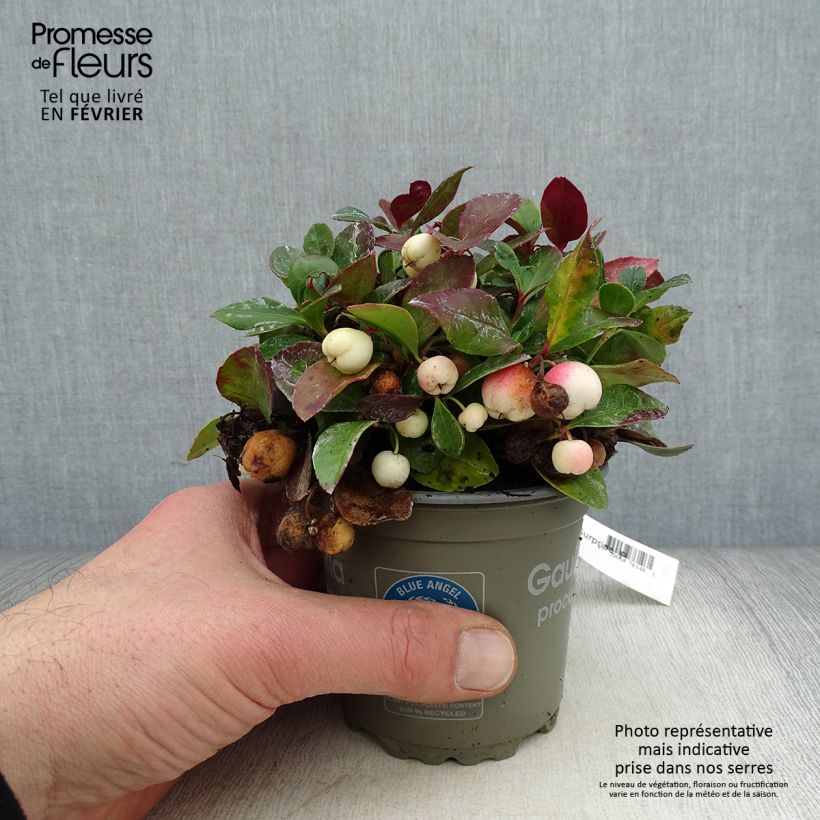 Exemplar von Gaultheria procumbens Color Surprise - Scheinbeere Topf 10 cm/11cm wie im Winter geliefert