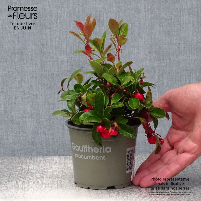 Exemplar von Gaultheria procumbens - Scheinbeere Kleine Töpfe von 8/9 cm wie im Sommer geliefert