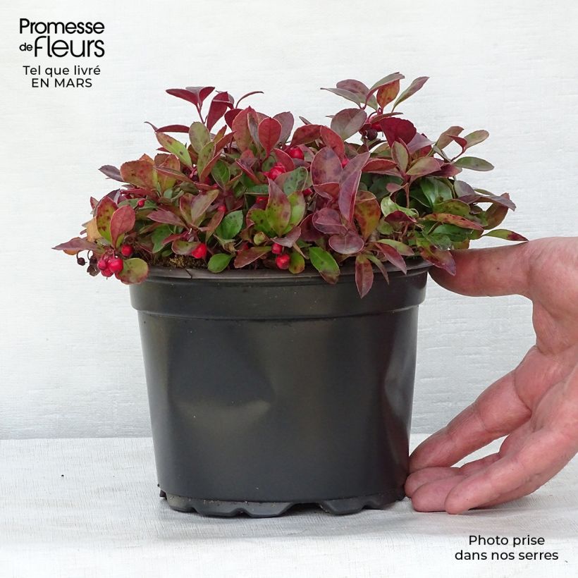 Exemplar von Gaultheria procumbens - Scheinbeere Topf mit 2L/3L wie im Frühjahr geliefert