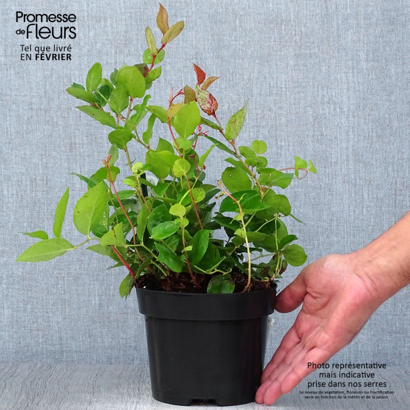 Exemplar von Gaultheria shallon - Shallon-Scheinbeere Topf mit 2L/3L wie im Herbst geliefert