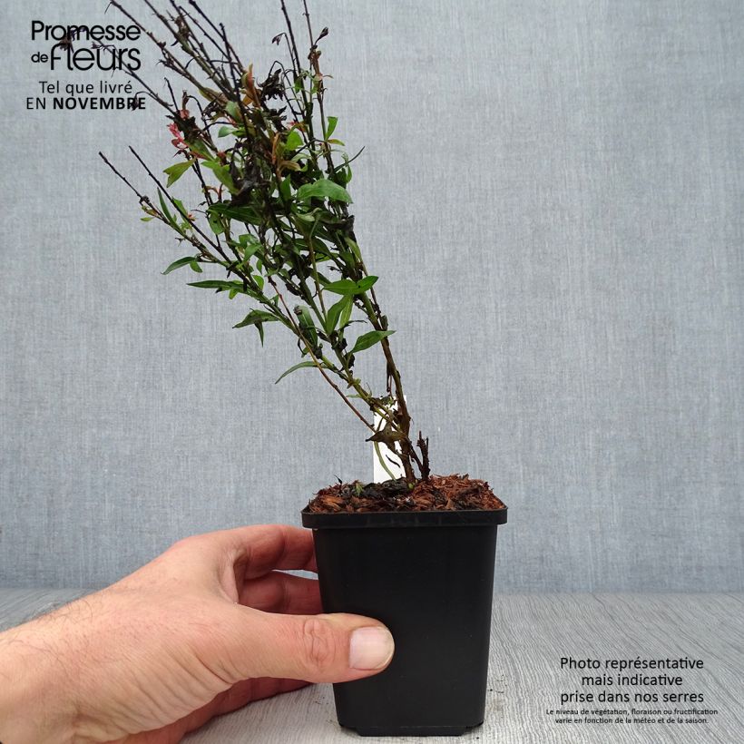 Exemplar von Prachtkerze Baby Butterfly Dark Pink - Gaura lindheimeri Kleine Töpfe von 8/9 cm wie im Herbst geliefert