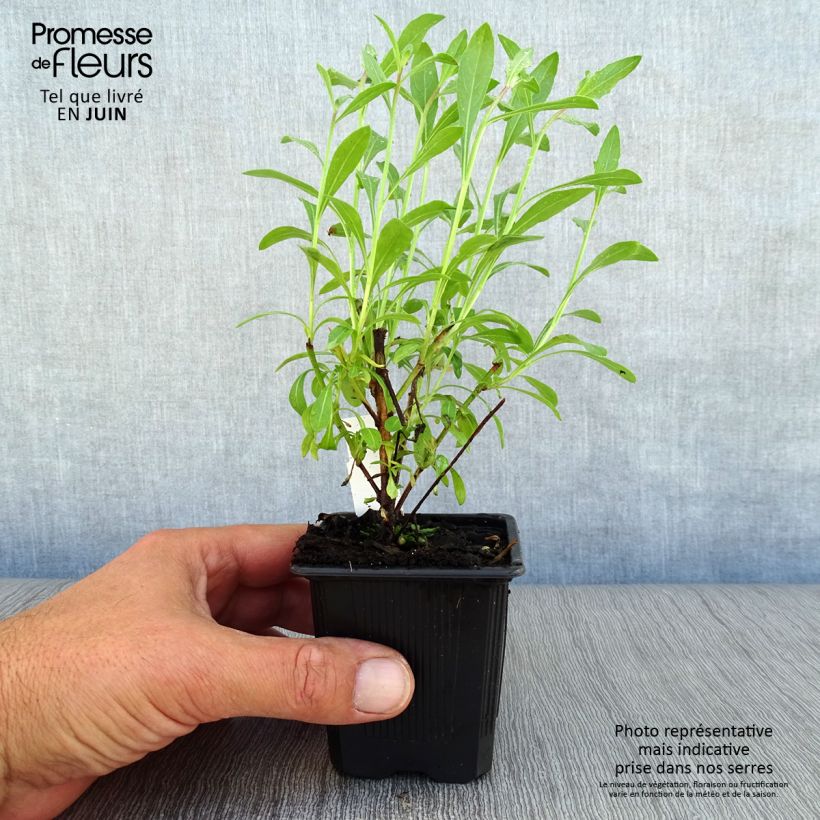 Exemplar von Prachtkerze White - Gaura lindheimeri Kleine Töpfe von 7/8 cm wie im Sommer geliefert