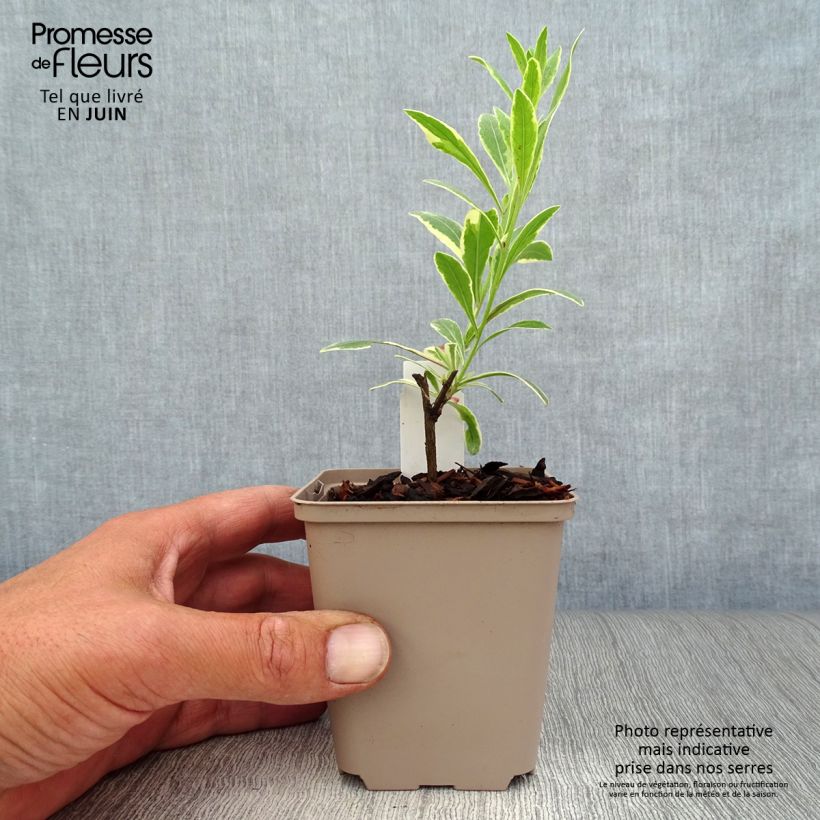 Exemplar von Prachtkerze Freefolk Rosy - Gaura lindheimeri Kleine Töpfe von 8/9 cm wie im Sommer geliefert