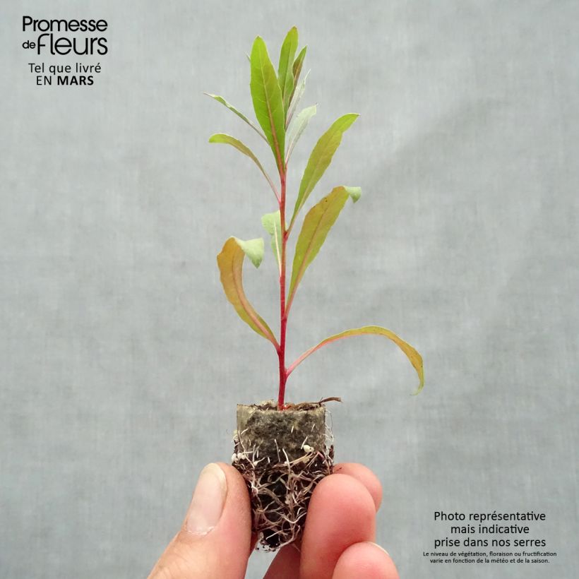 Exemplar von Prachtkerze Lollipop Pink - Gaura lindheimeri Mini-Plug Ø 1,5/2,5 cm wie im Frühjahr geliefert