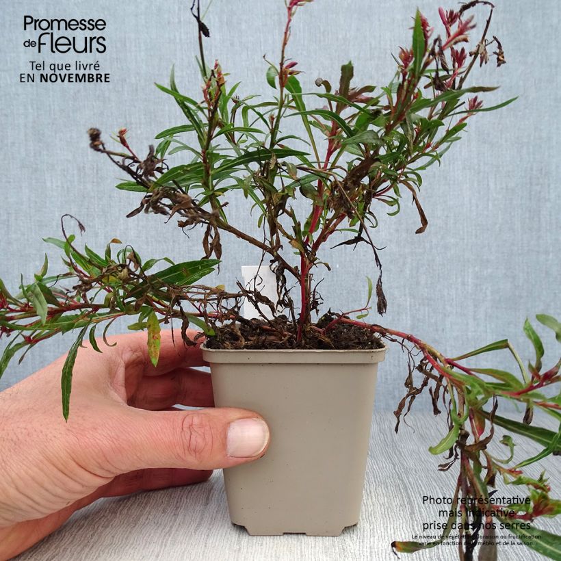 Exemplar von Prachtkerze Passionate Blush - Gaura lindheimeri Kleine Töpfe von 8/9 cm wie im Herbst geliefert