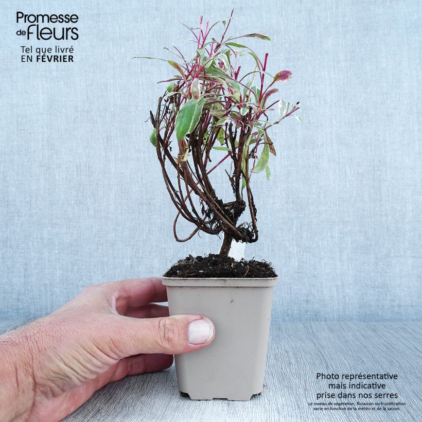 Exemplar von Prachtkerze Passionate Rainbow - Gaura lindheimeri Kleine Töpfe von 8/9 cm wie im Herbst geliefert