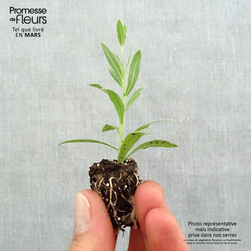 Exemplar von Prachtkerze Snowbird - Gaura lindheimeri Mini-Plug Ø 1,5/2,5 cm wie im Frühjahr geliefert