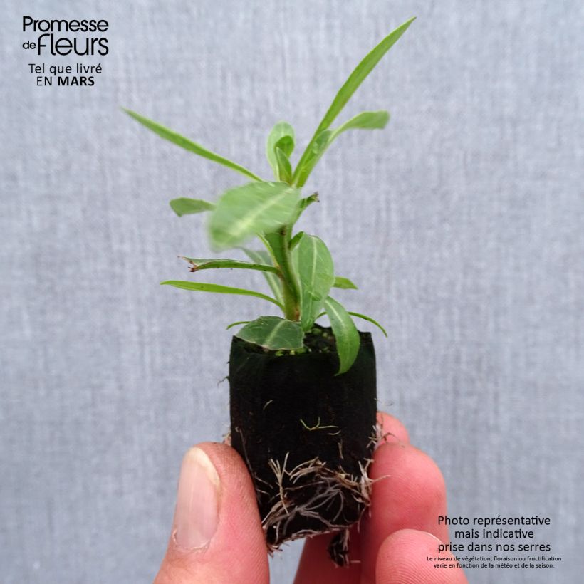 Exemplar von Prachtkerze Steffi White - Gaura lindheimeri Mini-Plug Ø 1,5/2,5 cm wie im Frühjahr geliefert