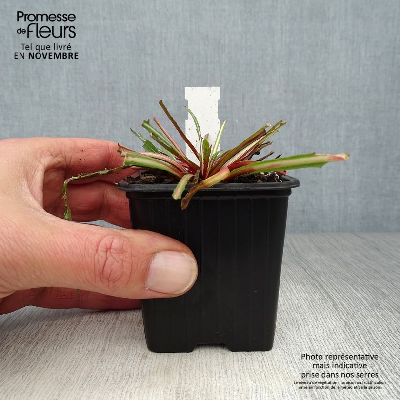 Exemplar von Prachtkerze Summer Breeze - Gaura lindheimeri Kleine Töpfe von 8/9 cm wie im Herbst geliefert