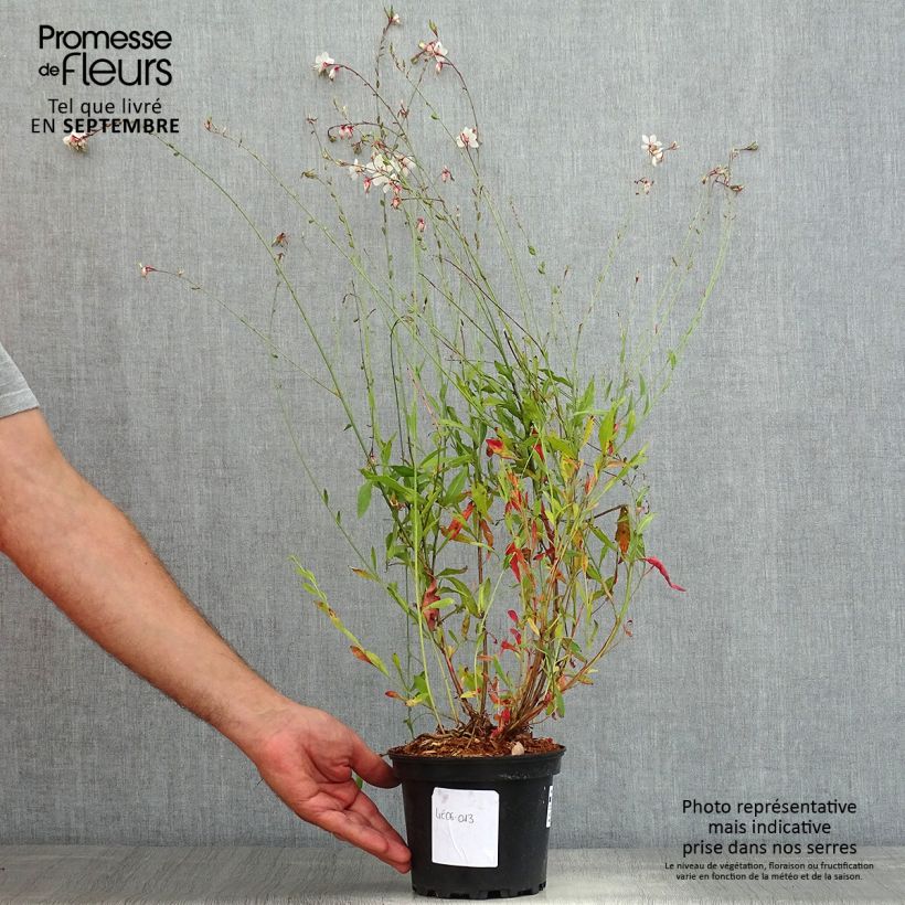 Exemplar von Prachtkerze Summer Breeze - Gaura lindheimeri Topf mit 2L/3L wie im Sommer geliefert
