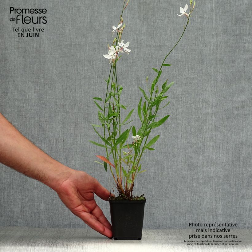 Exemplar von Prachtkerze Whirling Butterflies - Gaura lindheimeri Kleine Töpfe von 8/9 cm wie im Sommer geliefert