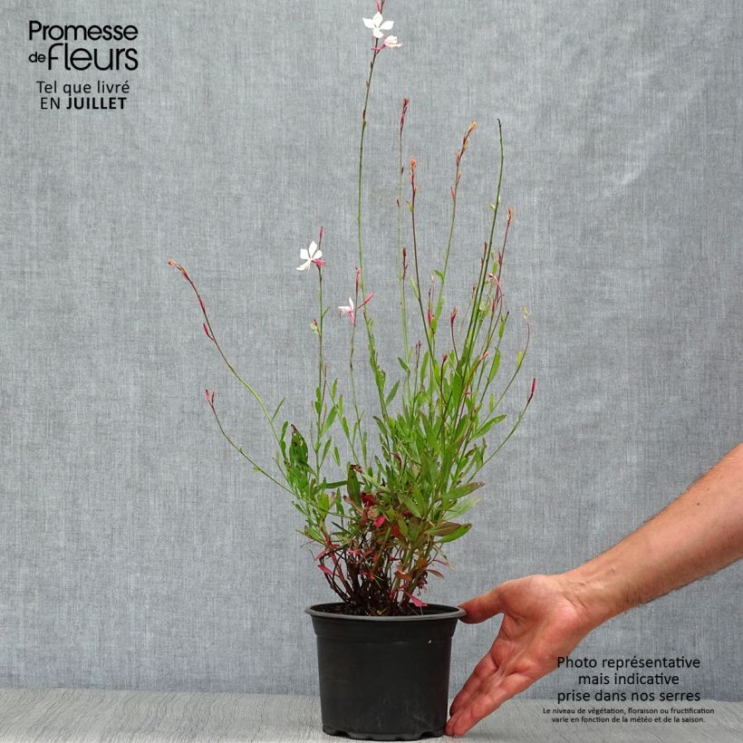 Exemplar von Prachtkerze Snowstorm - Gaura lindheimeri Topf mit 2L/3L wie im Sommer geliefert