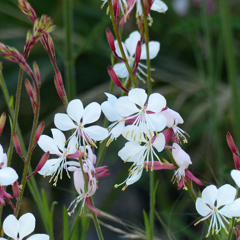 Prachtkerze The Bride (Samen) - Gaura lindheimerii (Blüte)