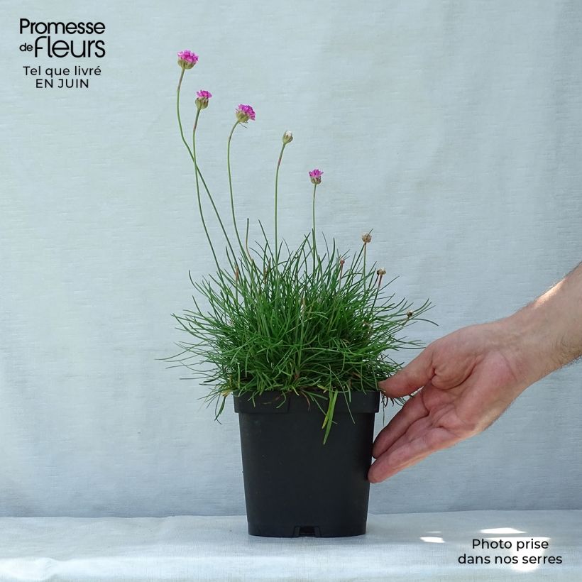 Exemplar von Armeria maritima splendens - Strand-Grasnelke Topf mit 2L/3L wie im Sommer geliefert