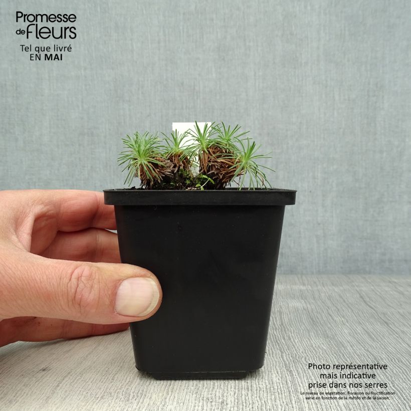 Exemplar von Armeria juniperifolia Bevan s Variety - Zwerg-Grasnelke Kleine Töpfe von 8/9 cm wie im Frühjahr geliefert