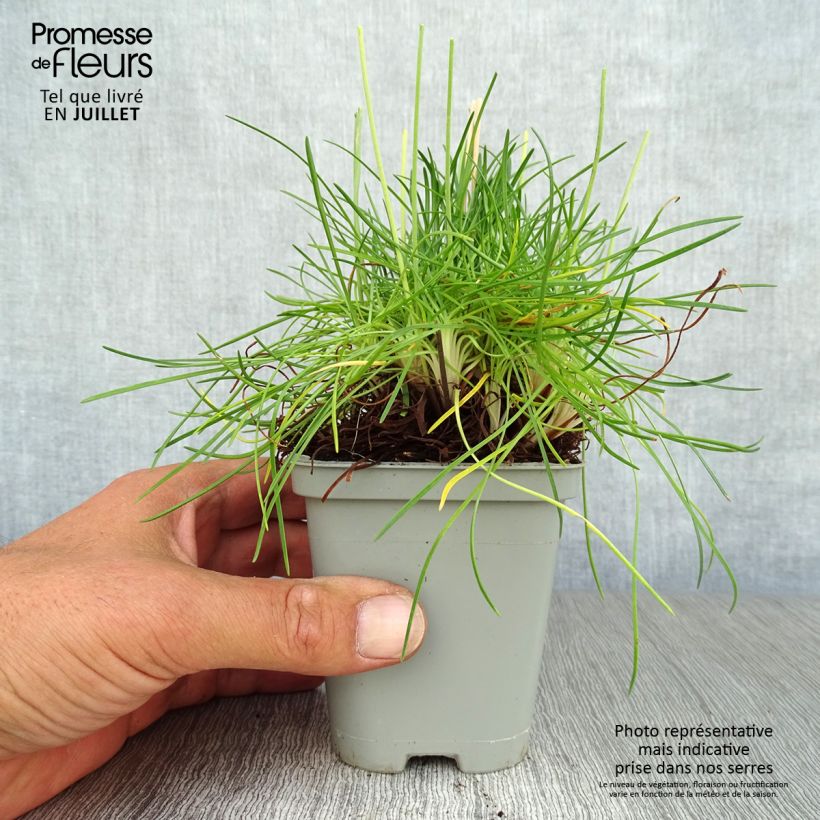 Exemplar von Armeria maritima splendens - Strand-Grasnelke Kleine Töpfe von 8/9 cm wie im Sommer geliefert