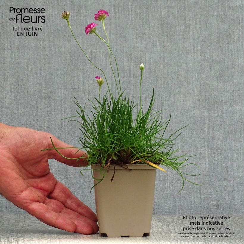 Exemplar von Armeria maritima Vesuvius - Strand-Grasnelke Kleine Töpfe von 8/9 cm wie im Sommer geliefert