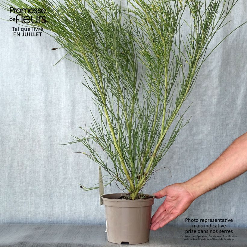 Exemplar von Edelginster Golden Sunlight - Cytisus scoparius Topf mit 2L/3L wie im Sommer geliefert