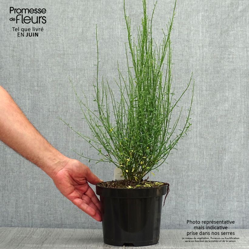 Exemplar von Besenginster Zeelandia - Cytisus procumbens Topf mit 2L/3L wie im Sommer geliefert